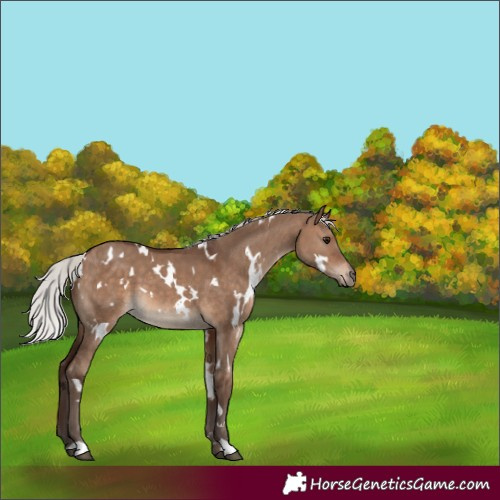 Horse Color:White Spotted Silver Brown Dun 