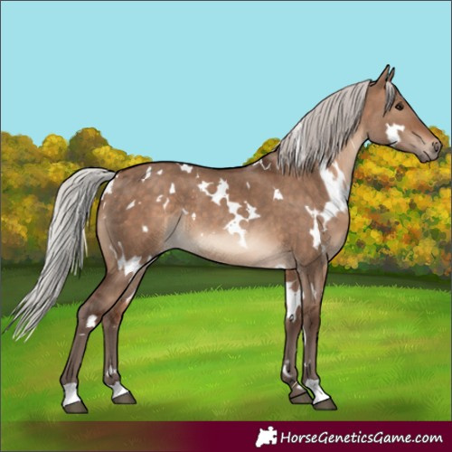 Horse Color:White Spotted Silver Brown Dun