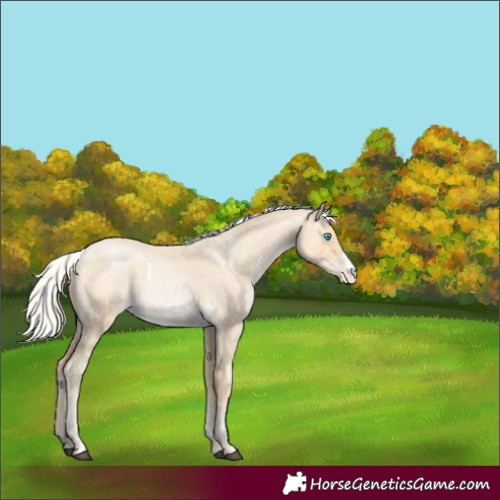 Horse Color:White Spotted Silver Bay Roan 