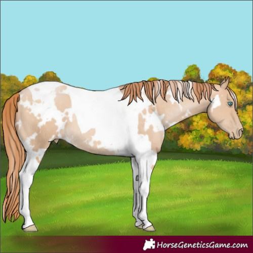 Horse Color:White Spotted Brown Tobiano Rabicano 