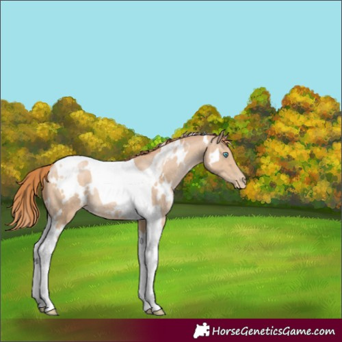 Horse Color:White Spotted Brown Tobiano Rabicano 