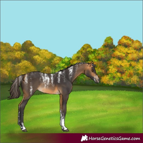 Horse Color:Powder White Buckskin Rabicano