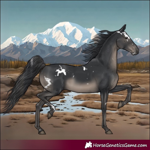Horse Color:White Spotted Black 