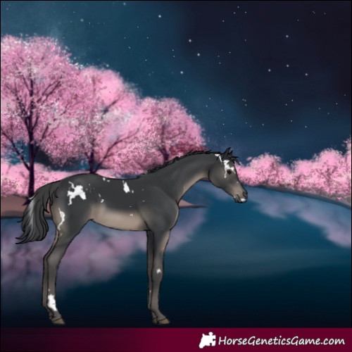 Horse Color:White Spotted Black 