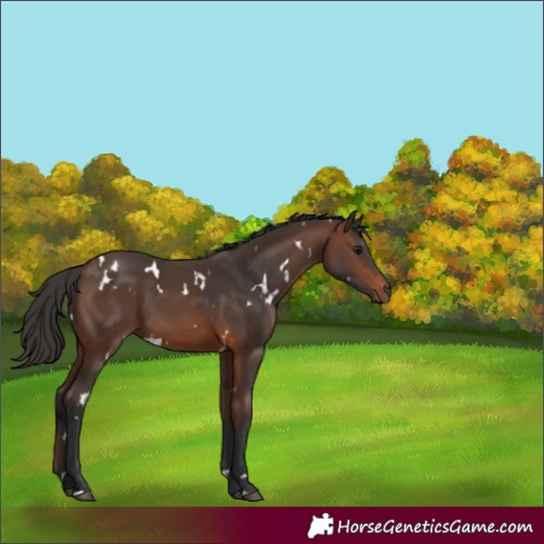 Horse Color:White Spotted Brown