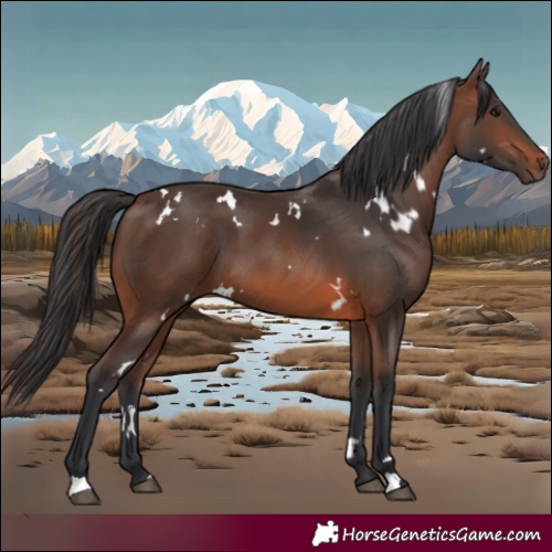 Horse Color:White Spotted Brown 