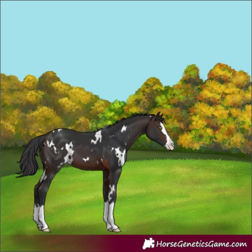 Horse Color:White Spotted Brown Splash
