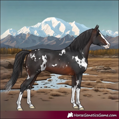 Horse Color:White Spotted Brown Splash