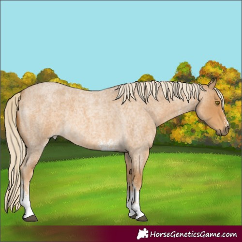 Horse Color:Palomino Roan Sabino 