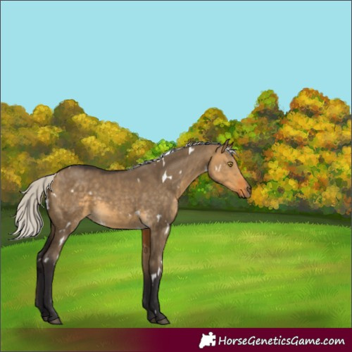 Horse Color:White Spotted Silver Brown Dun 