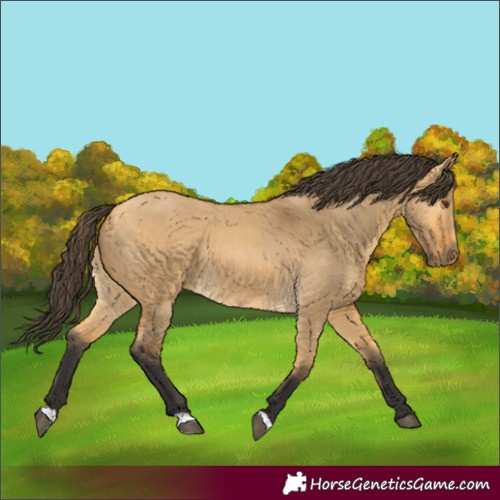 Horse Color:Buckskin Dun
