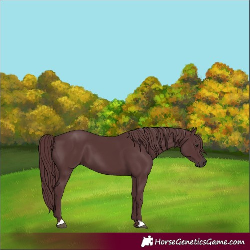 Horse Color:Chocolate Black Chinchilla