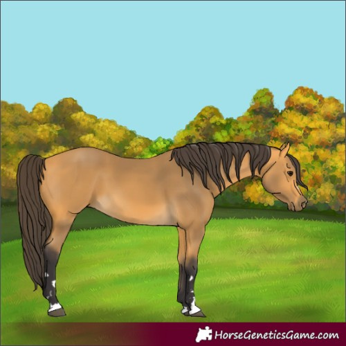 Horse Color:Buckskin 