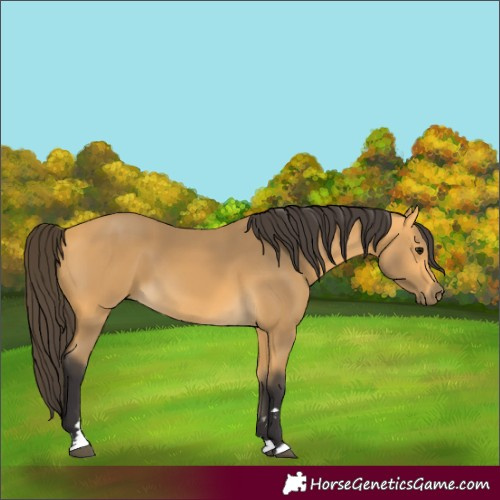 Horse Color:Buckskin 