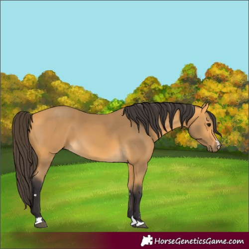 Horse Color:Unknown 