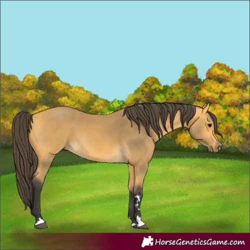 Horse Color:Buckskin 