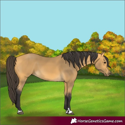 Horse Color:Buckskin 