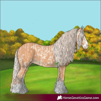 Horse Color:Cremello Splash  and Gray Cremello Splash 