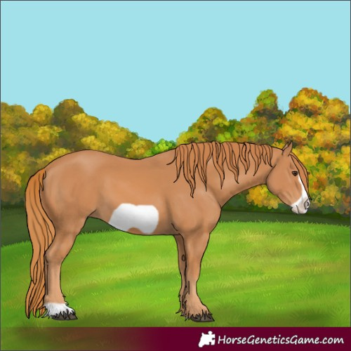 Horse Color:Chestnut Frame 