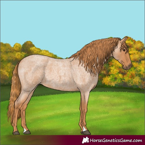 Horse Color:Red Roan 