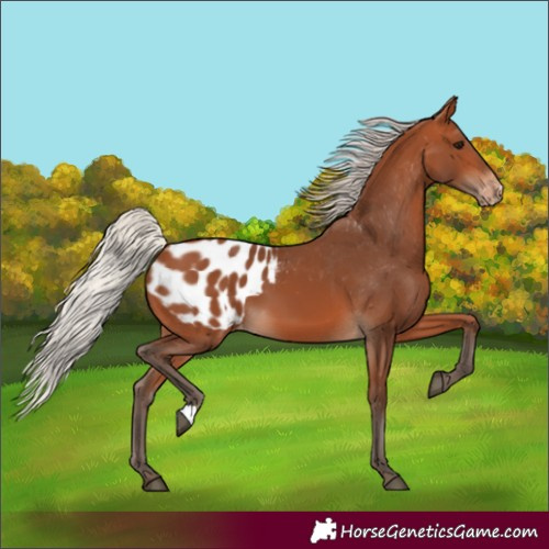 Horse Color:Silver Bay Blanket