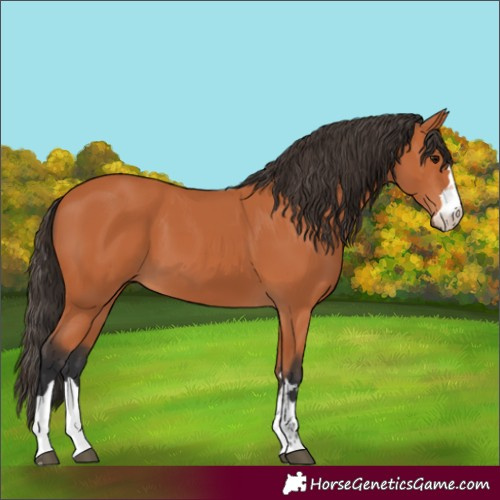 Horse Color:Bay 
