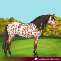 Horse Color:Bay Near Leopard