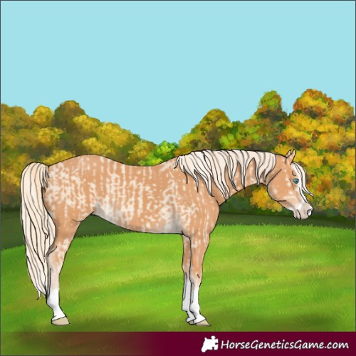 Horse Color:Cremello Splash  and Gray Cremello Splash 