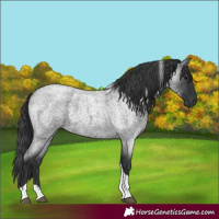 Horse Color:Blue Roan Tobiano