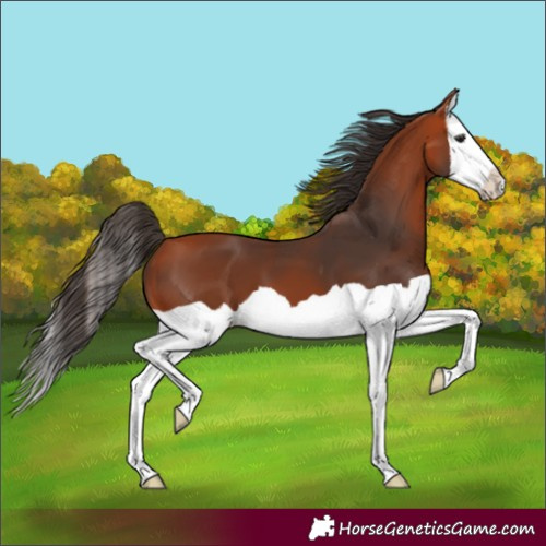 Horse Color:Bay Splash 