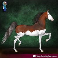 Horse Color:Bay Splash 