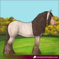 Horse Color:Amber Champagne Roan 