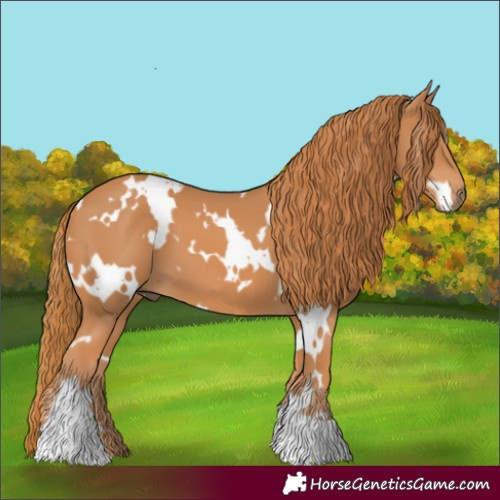 Horse Color:White Spotted Chestnut 