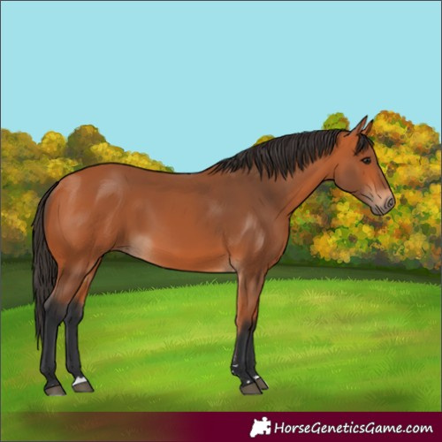 Horse Color:Bay 