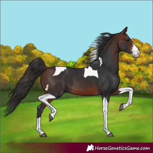 Horse Color:Brown Sabino Tobiano 
