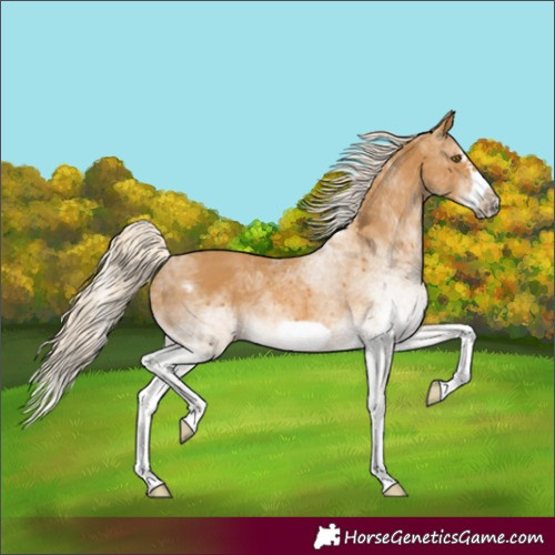 Horse Color:White Spotted Palomino Splash Frame 
