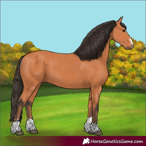 Horse Color:Bay 