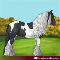 Horse Color:Black Tobiano 
