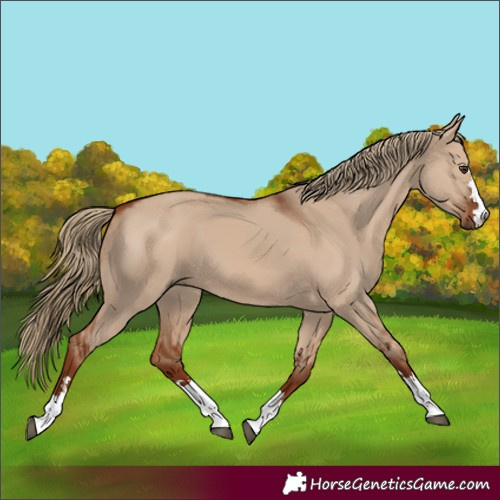 Horse Color:Red Dun
