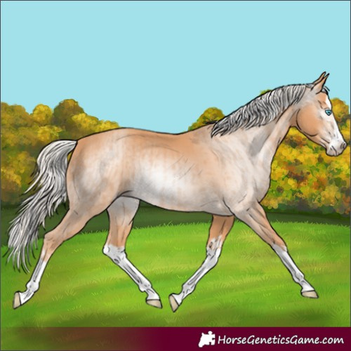 Horse Color:Gray Cremello Splash and Gray Cremello Splash