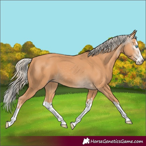 Horse Color:Gray Cremello Splash  and Gray Cremello Splash 