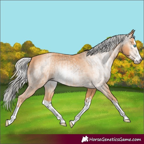 Horse Color:Gray Cremello Splash and Gray Cremello Splash