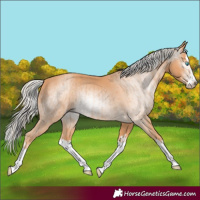 Horse Color:Gray Cremello Splash and Gray Cremello Splash