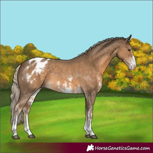 Horse Color:Chocolate Palomino Sabino Appaloosa 
