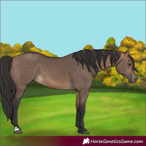 Horse Color:Bay Dun