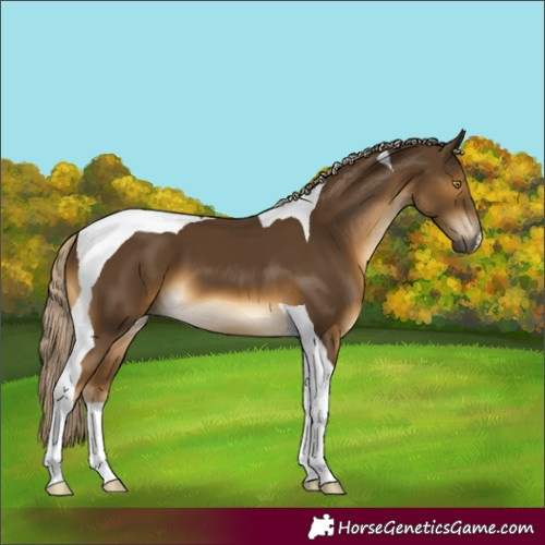 Horse Color:Chocolate Palomino Mushroom Tobiano 