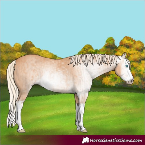 Horse Color:Gray Cremello Splash  and Gray Cremello Splash 