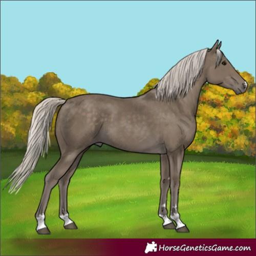 Horse Color:Silver Smoky Black 