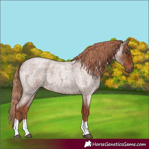 Horse Color:Red Roan 