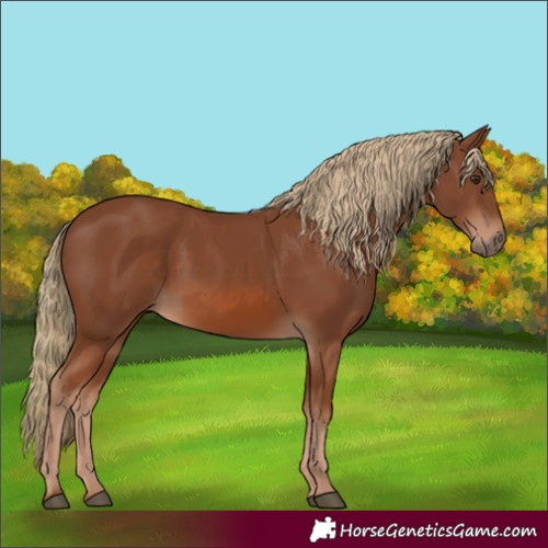 Horse Color:Chestnut 